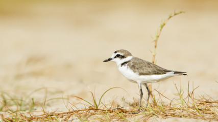 Kentish plover.bird in Pottuvil, Sri Lanka