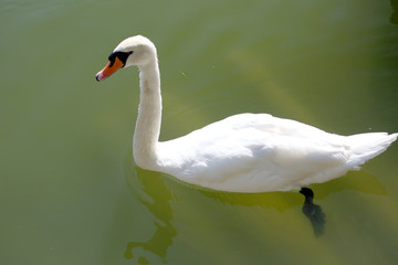 Swan on water
