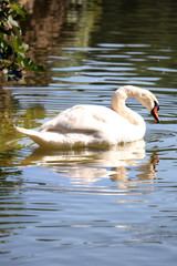 Swan on water