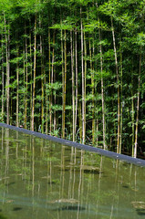 Bamboo with water reflection