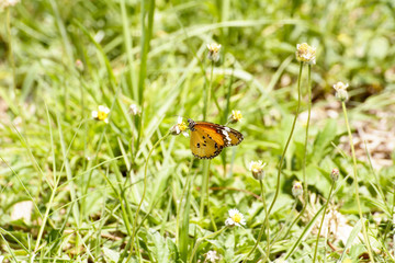 Butterfly and poaceae
