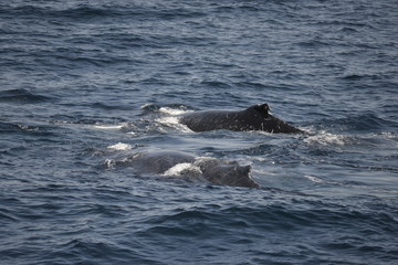 Obraz premium whales