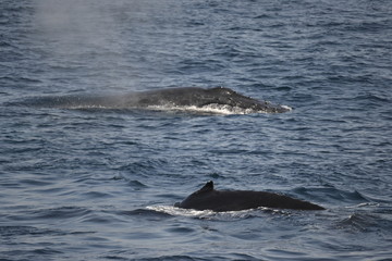 Obraz premium whales