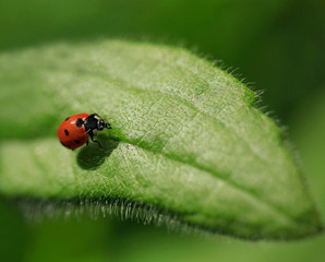 Obraz premium ladybug on green leaf