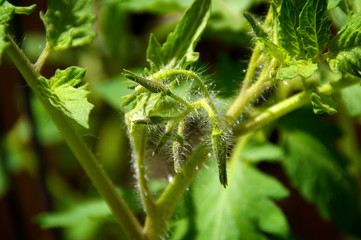 young tomato plant flowers