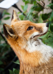 Taxidermy Feral Fox
