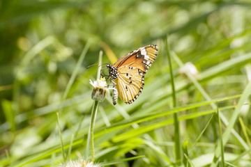 Butterfly and poaceae
