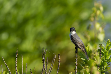 Eastern Kingbird stare