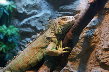 Iguana