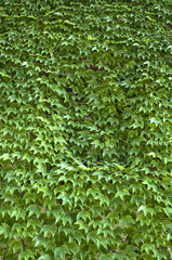 Virginia creeper covered wall with window