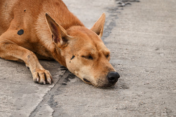 Fototapeta na wymiar Brown Thai homeless dog