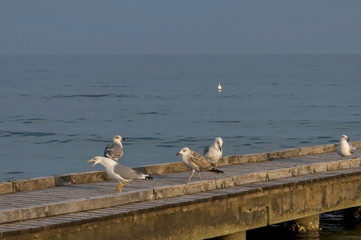 Seagulls at wood path in beach