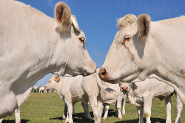 Fototapeta na wymiar vaches face à face dans un pré 