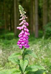 roter Fingerhut, Heilpflanze
