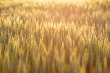 View across a summer wheat field.