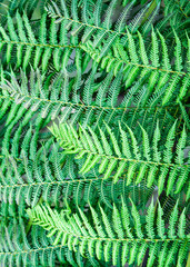 Green Fern Abstract made up of overlapping green fern leaves