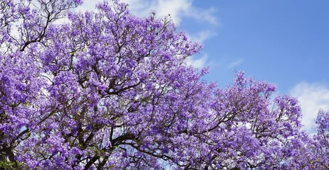 Photo sur Plexiglas Lilas jacaranda-Baum