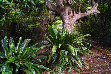 Obraz premium 南国のジャングルの中の小道