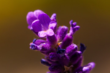 Lavendel