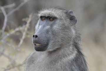 Chacma Baboon Portrait