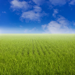 Fototapeta na wymiar Green paddy rice field and blue sky.