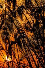 Obraz premium Sunset with silhouette of papirus