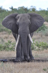 Elephant Full Body Portrait