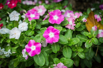 Colorful periwinkle flower in garden