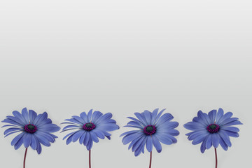 four flowers in a row isolated on white background