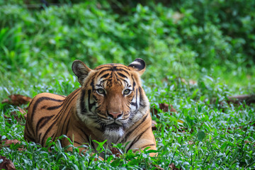 Malayan Tiger resting on the grass floor
