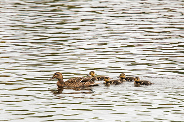 Female mallard duck protecting her young, River Dee, Scotland