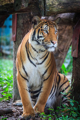 Naklejka premium Malayan Tiger