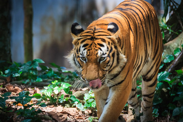 Malayan Tiger hunting for food