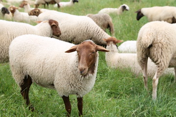 Coburger Fuchsen
Schafe einer wunderschönen alten Rasse