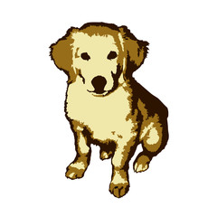 Fun and cute little dog golden retriever