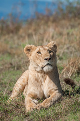 Naklejka na ściany i meble Lioness at Ngorongoro Crater
