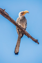 Southern Yellow Billed Hornbill