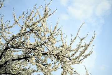 Caucasian plum white blossom and blue sky