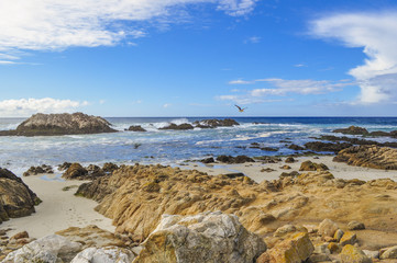 Fototapeta na wymiar Sea Gull Near Seal Rock