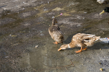 Duck Twenty Six