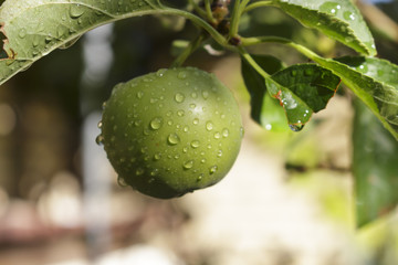 Delicious green apple growing on the tree