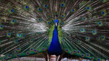 Obraz premium Amazing and beautiful peacock openning its wing