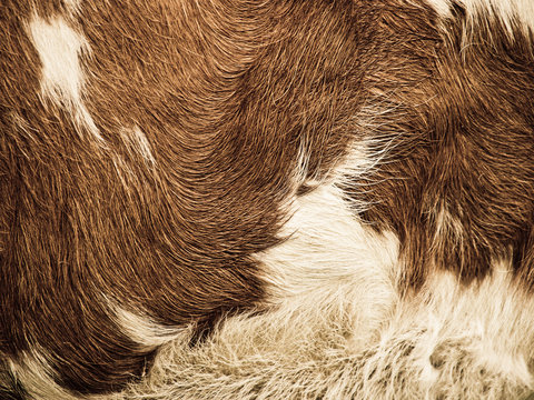 Cow Fur Background (25)