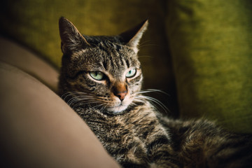 Tabby cat portrait