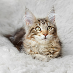 Naklejka premium Silver black kitten maine coon posing on white background fur