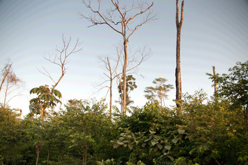 Feliz Natal, Mato Grosso