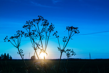 Cow Parsley And The Sunset