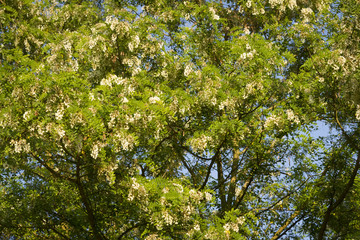 robinia