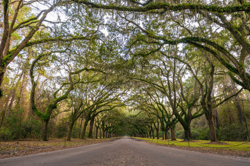 Oak tree lined road