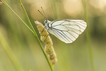 white butterfly